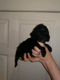 cockapoo puppies gumtree